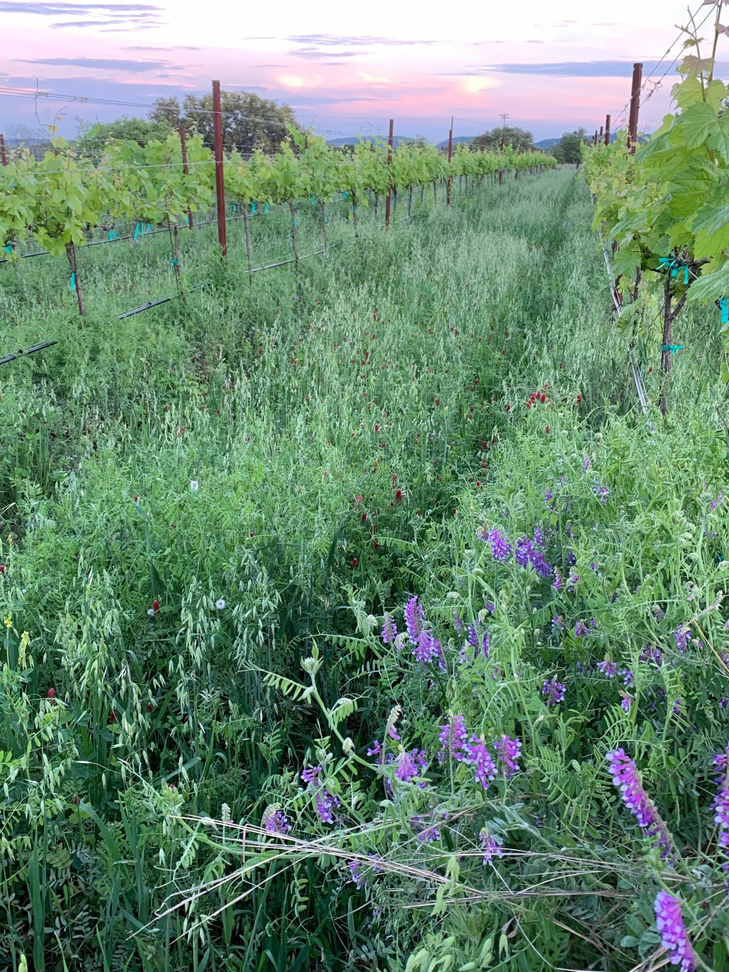 Meet Doug Lewis of Lewis Wines – Voyage Austin