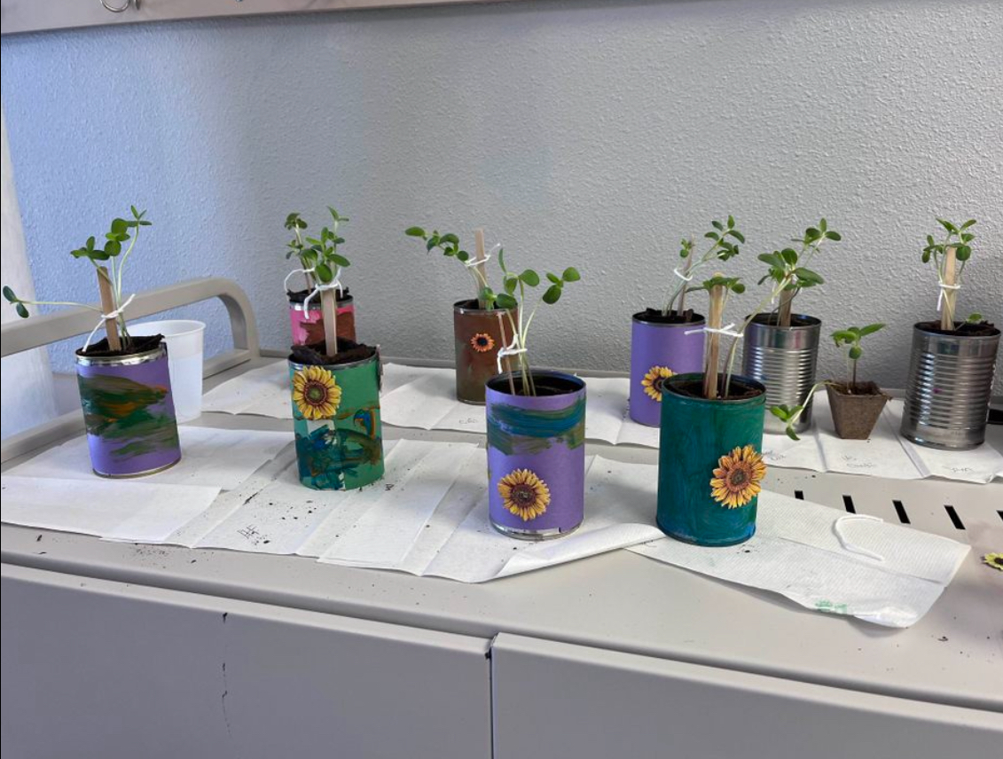 Seven potted plants on a white surface, with colorful decorated containers and a white wall background.