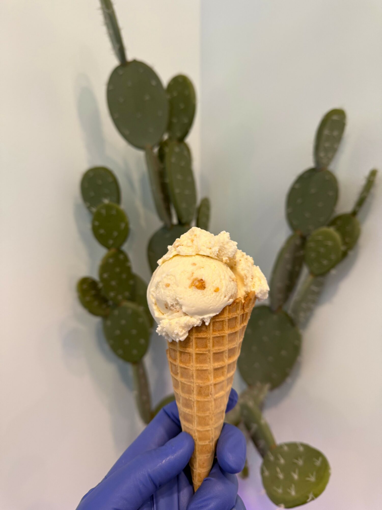 Person wearing a blue glove holds an ice cream cone with a scoop of vanilla ice cream in front of a cactus plant.