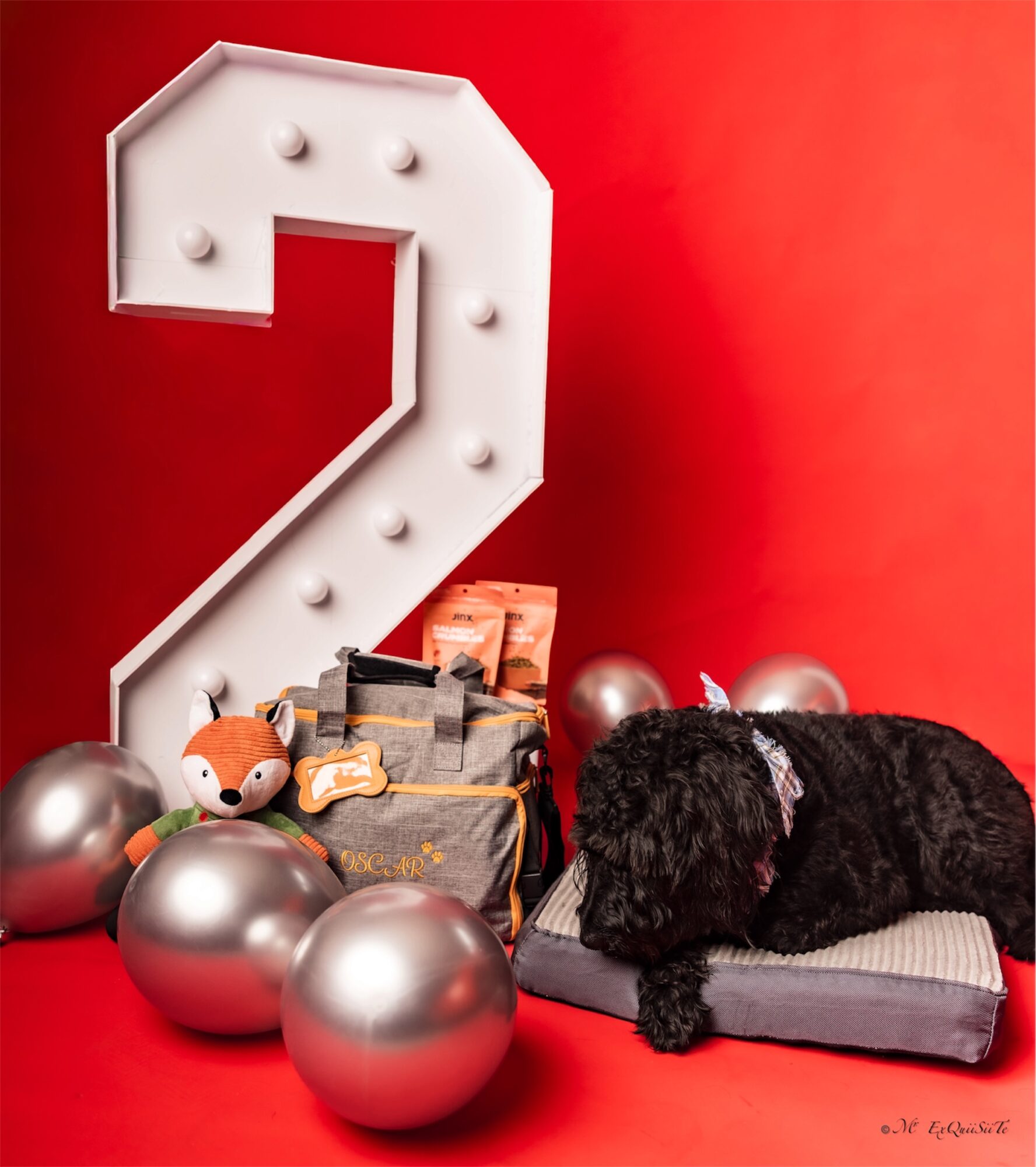 Black dog lying on a cushion with silver balloons and a large illuminated number two against a red background.