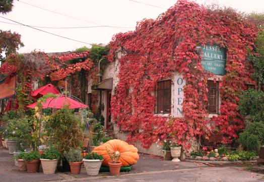 Building covered in red and green ivy, with potted plants and a pumpkin outside, and a sign for an art gallery.