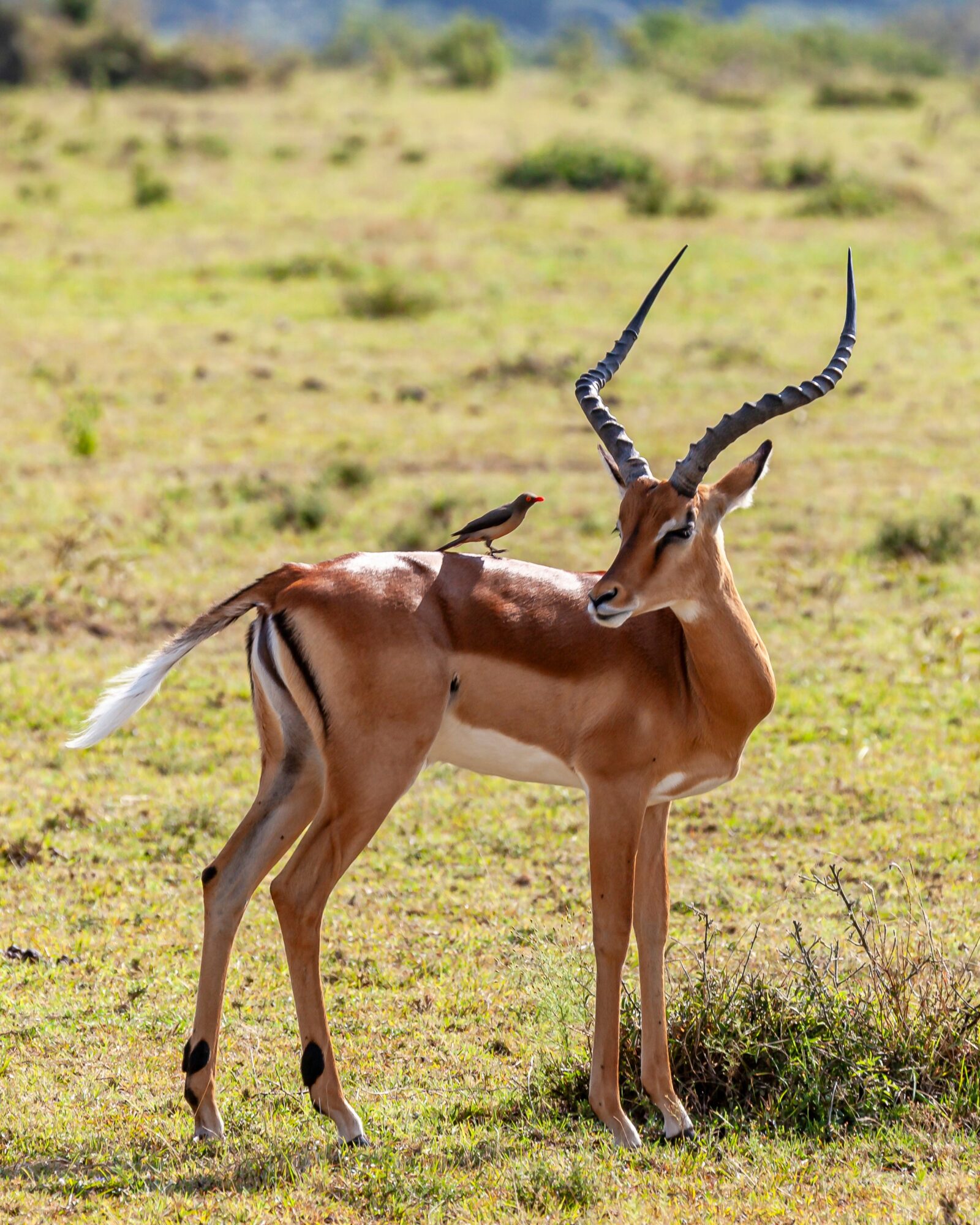 Antelope with long, curved horns standing in grassy plain with distant trees and blue sky