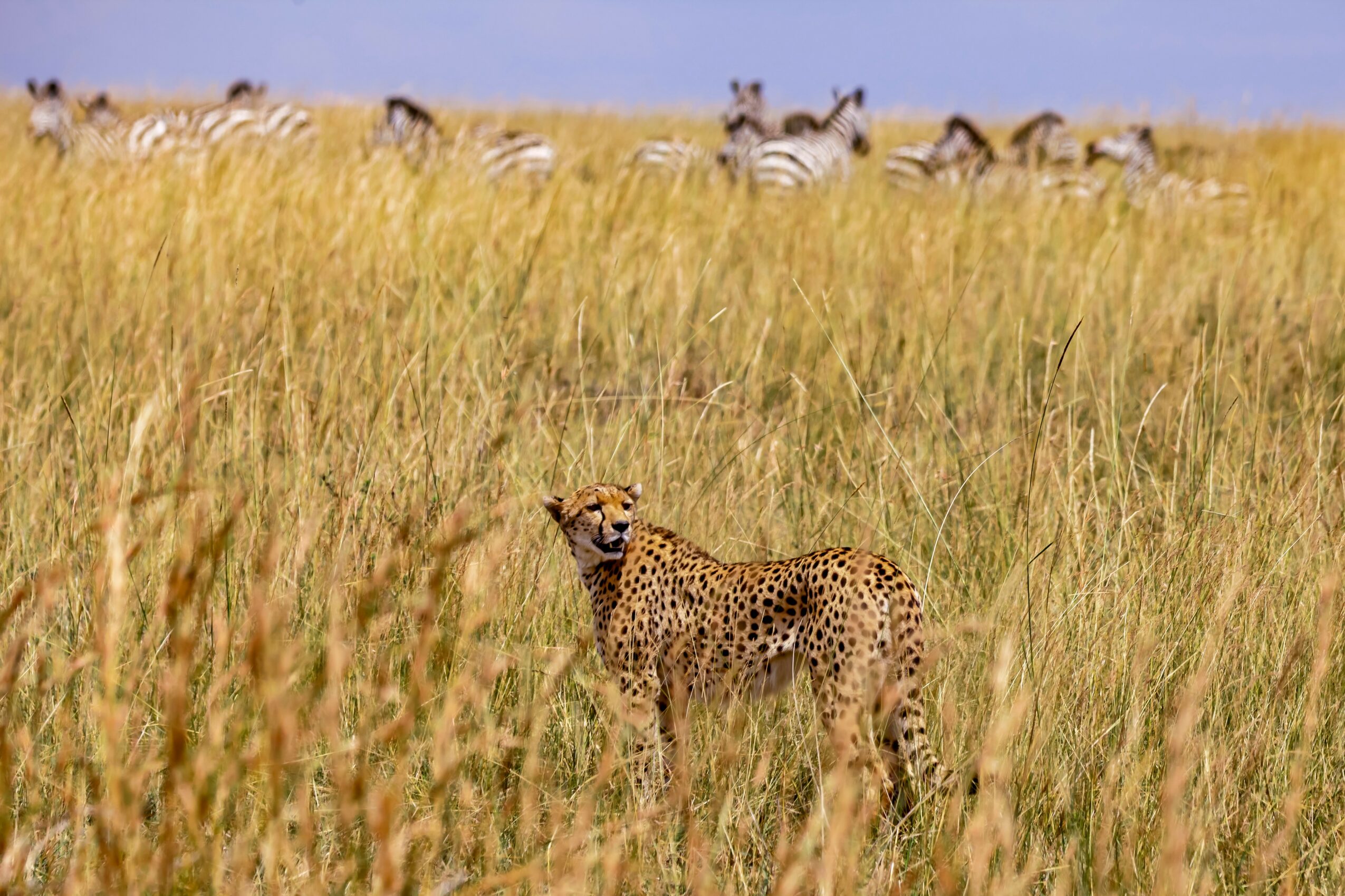A cheetah standing in tall grass with a herd of zebras in the background under a blue sky.
