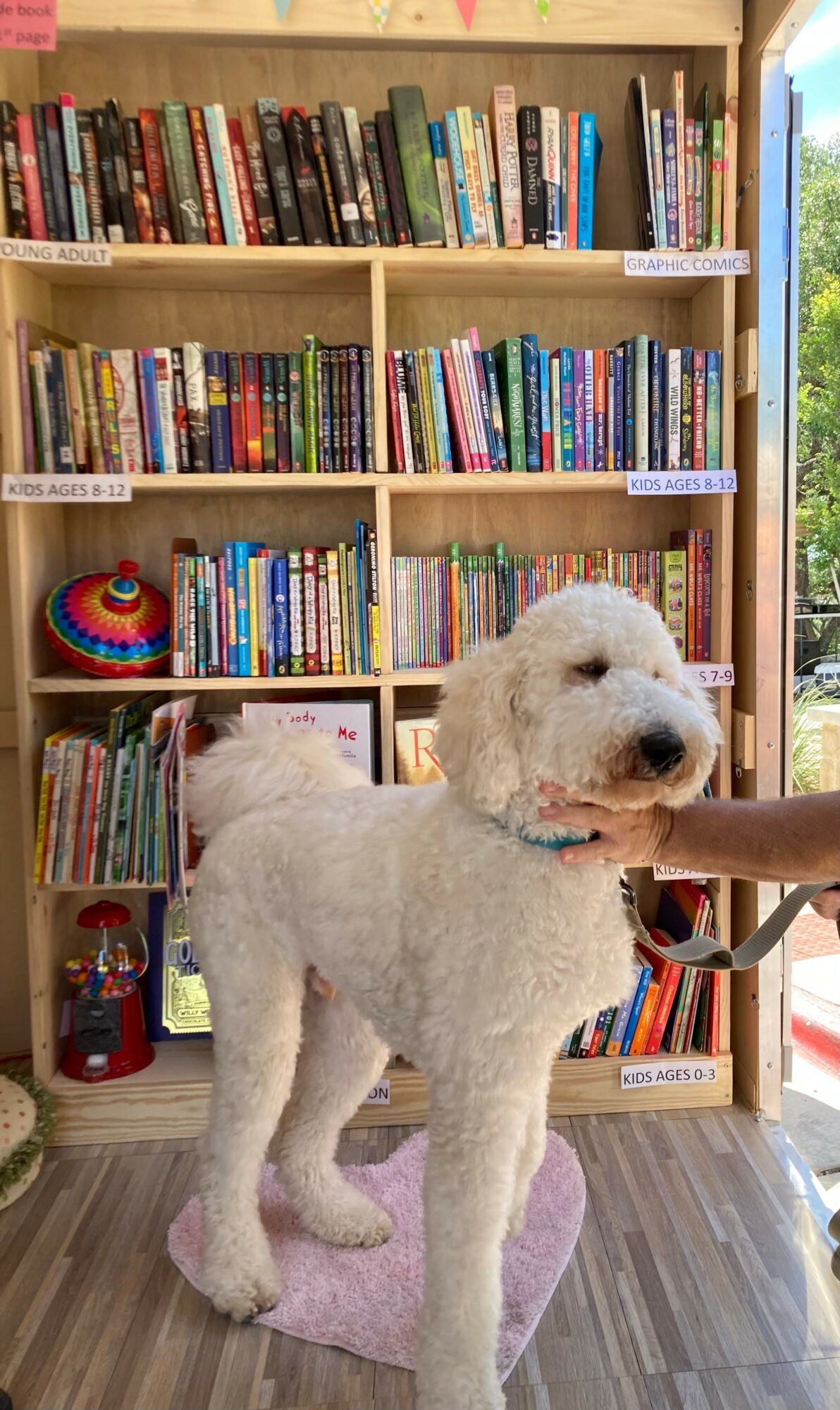 White curly-haired dog standing on a pink rug in front of a bookshelf filled with books, with a person's hand near its face.