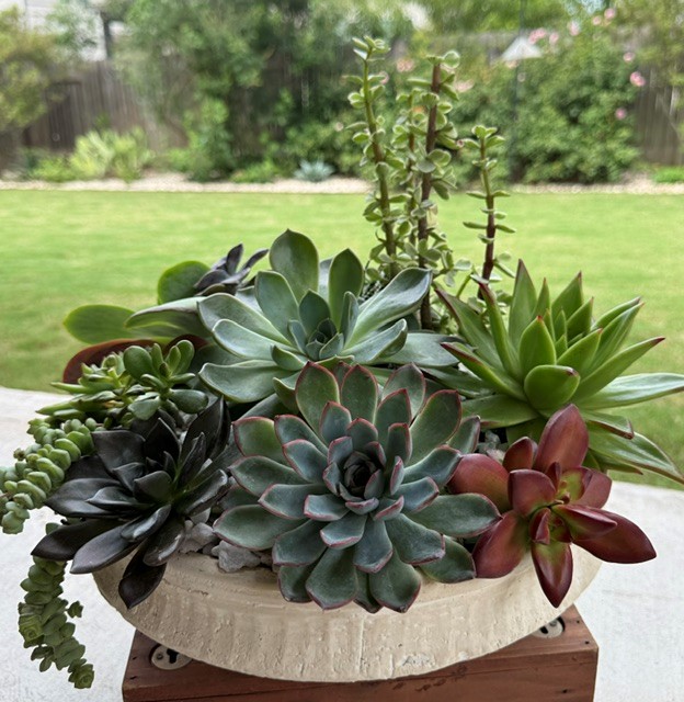 Arrangement of various succulents in a beige oval pot outdoors, with a grassy background and trees.