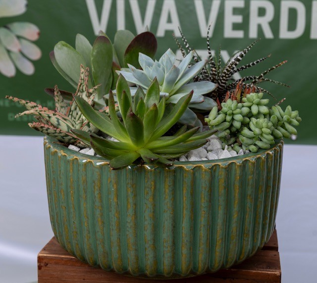 Green succulent plants in a large, ribbed, green ceramic pot on a wooden surface, with a blurred background of a green sign.