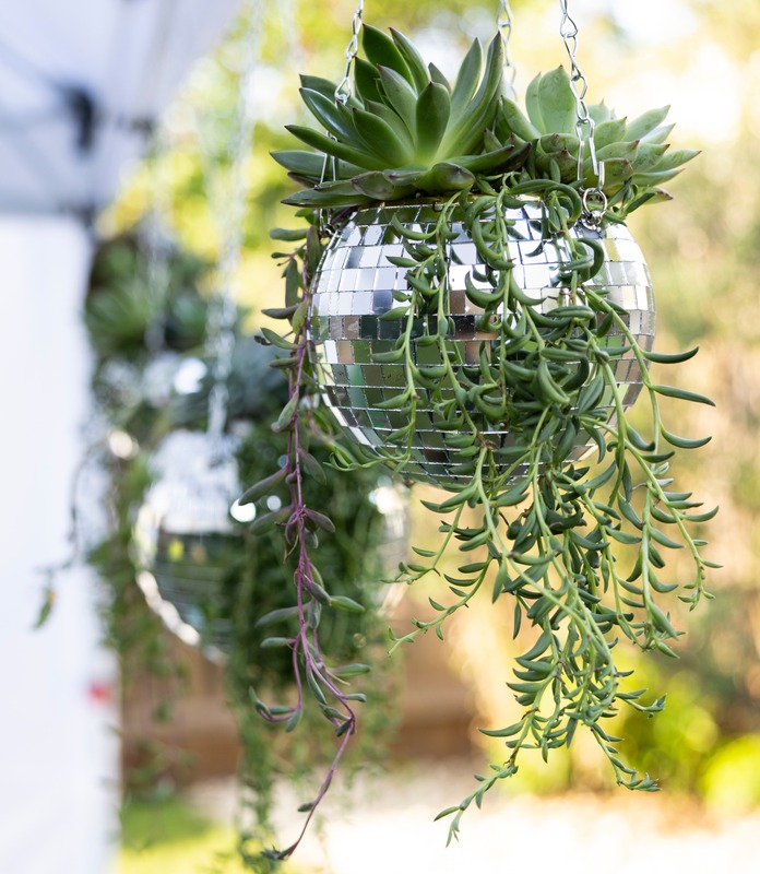 Hanging glass globe with green succulent and trailing plants, outdoors with blurred background of trees and sunlight.