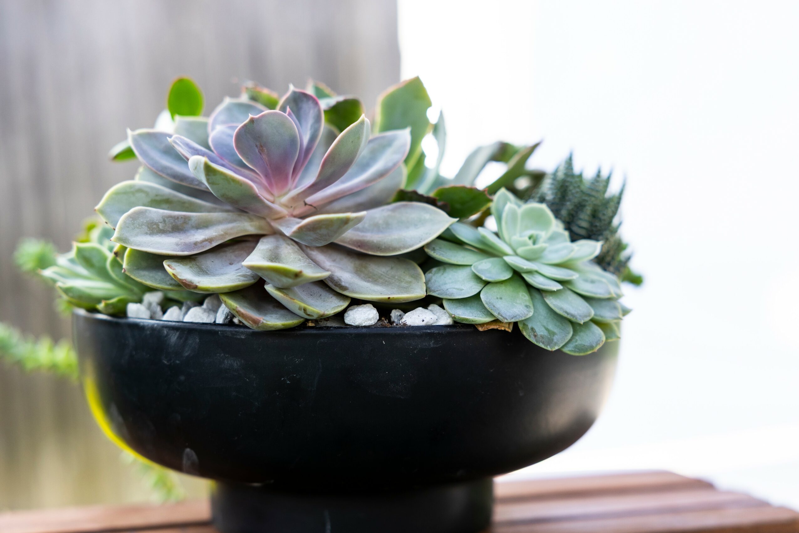 Succulent plants in a black bowl, with a blurred outdoor background, viewed from the side.
