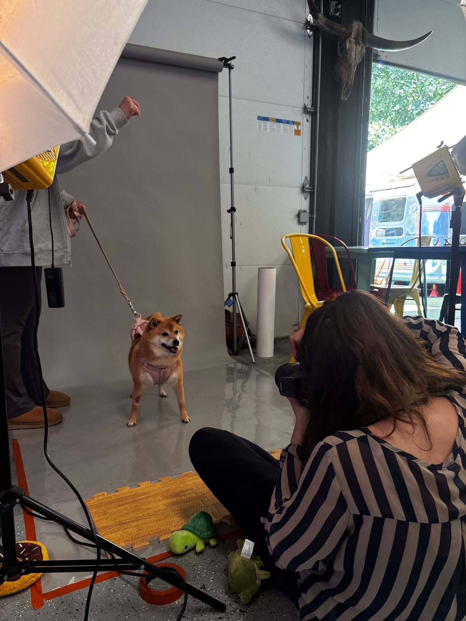 Person holding a dog on a leash in a studio with a gray backdrop, photographer taking picture, and a woman sitting on the floor.