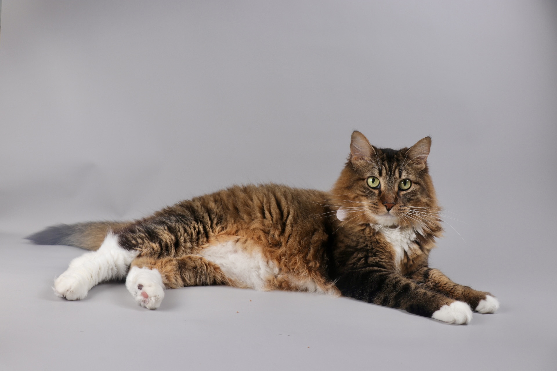 Long-haired tabby cat lying on a gray surface with a plain gray background, looking at the camera.