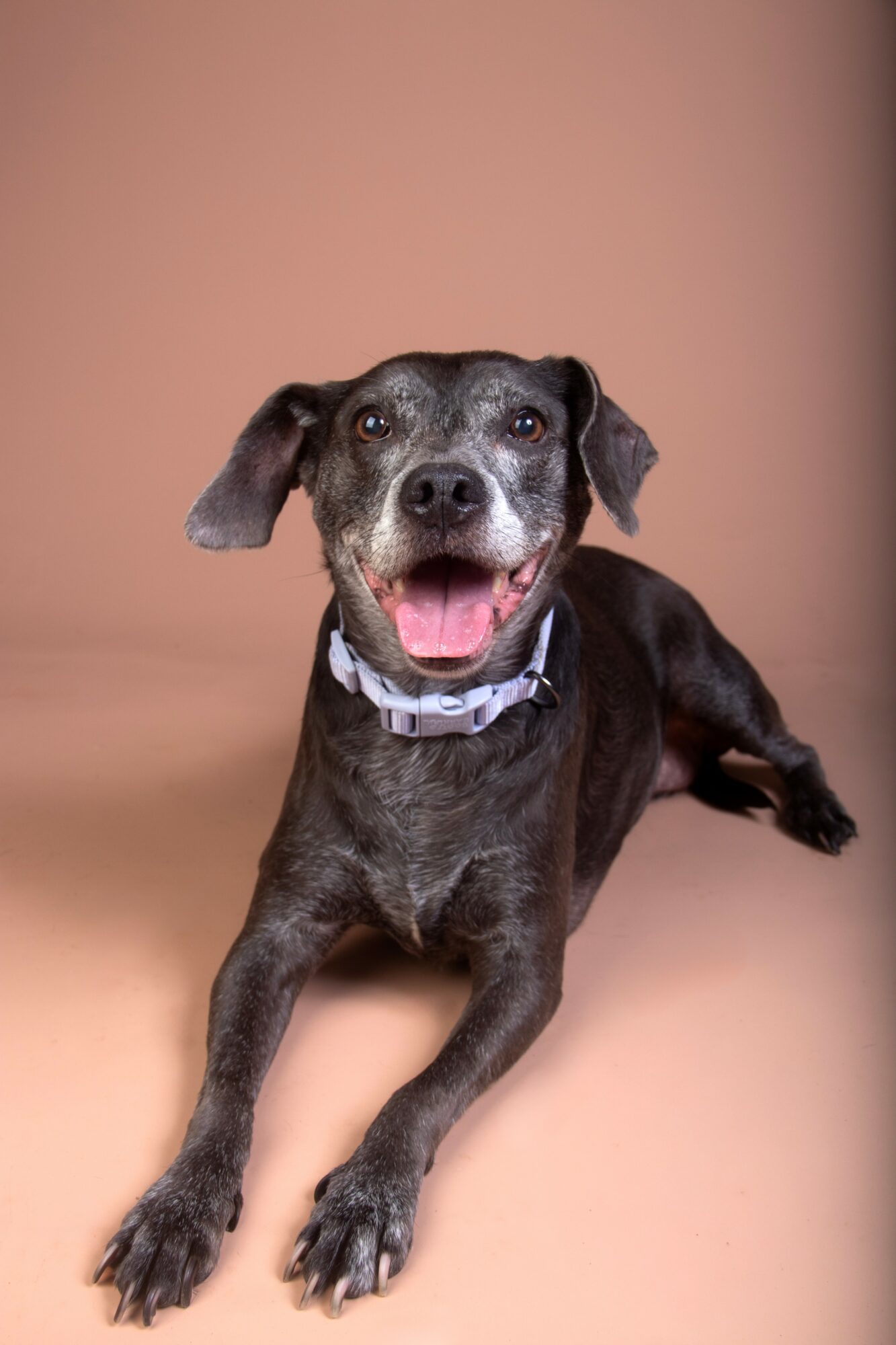 Smiling black dog with a collar, lying on a beige background.