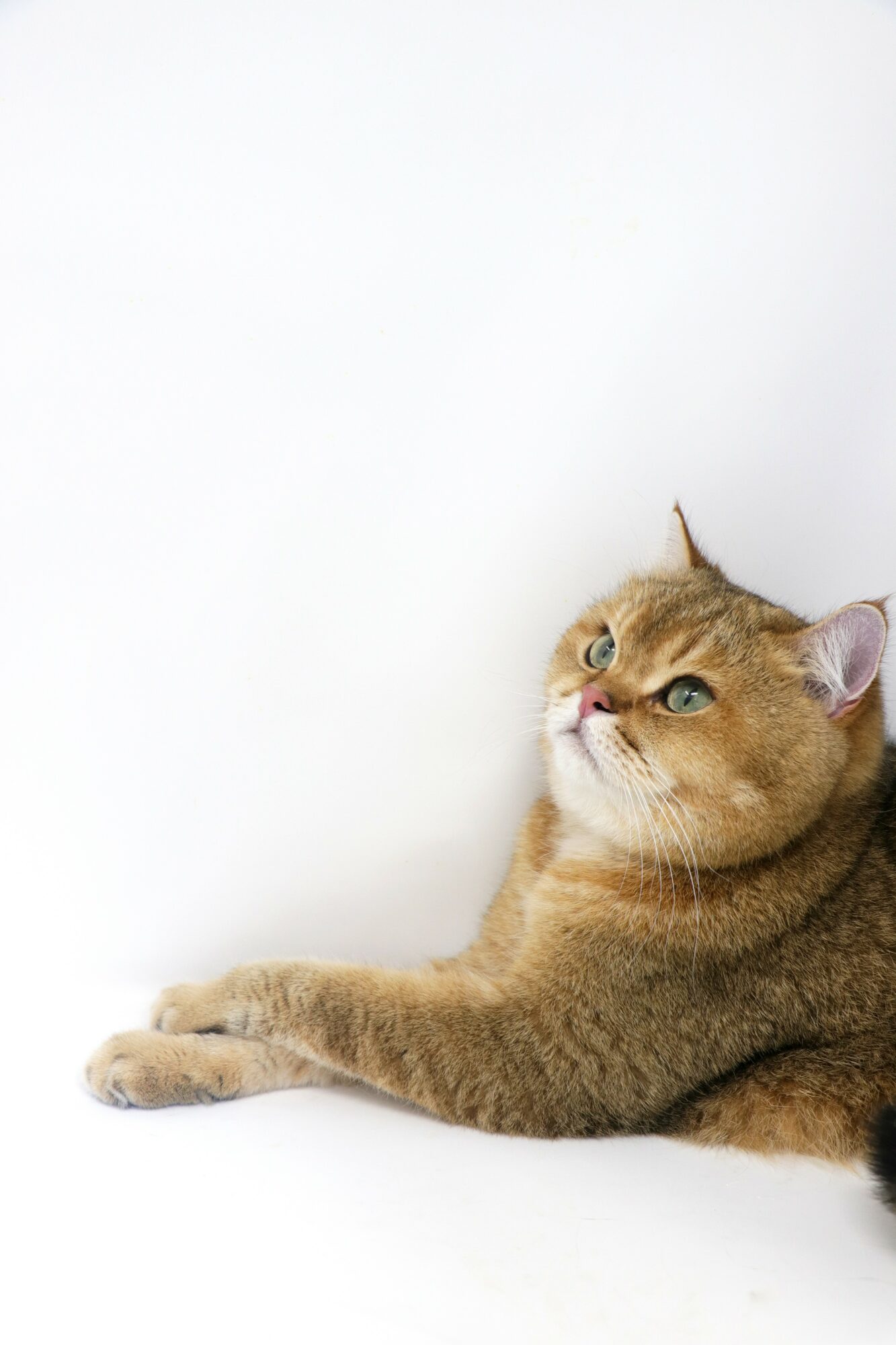 A brown tabby cat lying on a white surface, looking to the right with ears perked up.