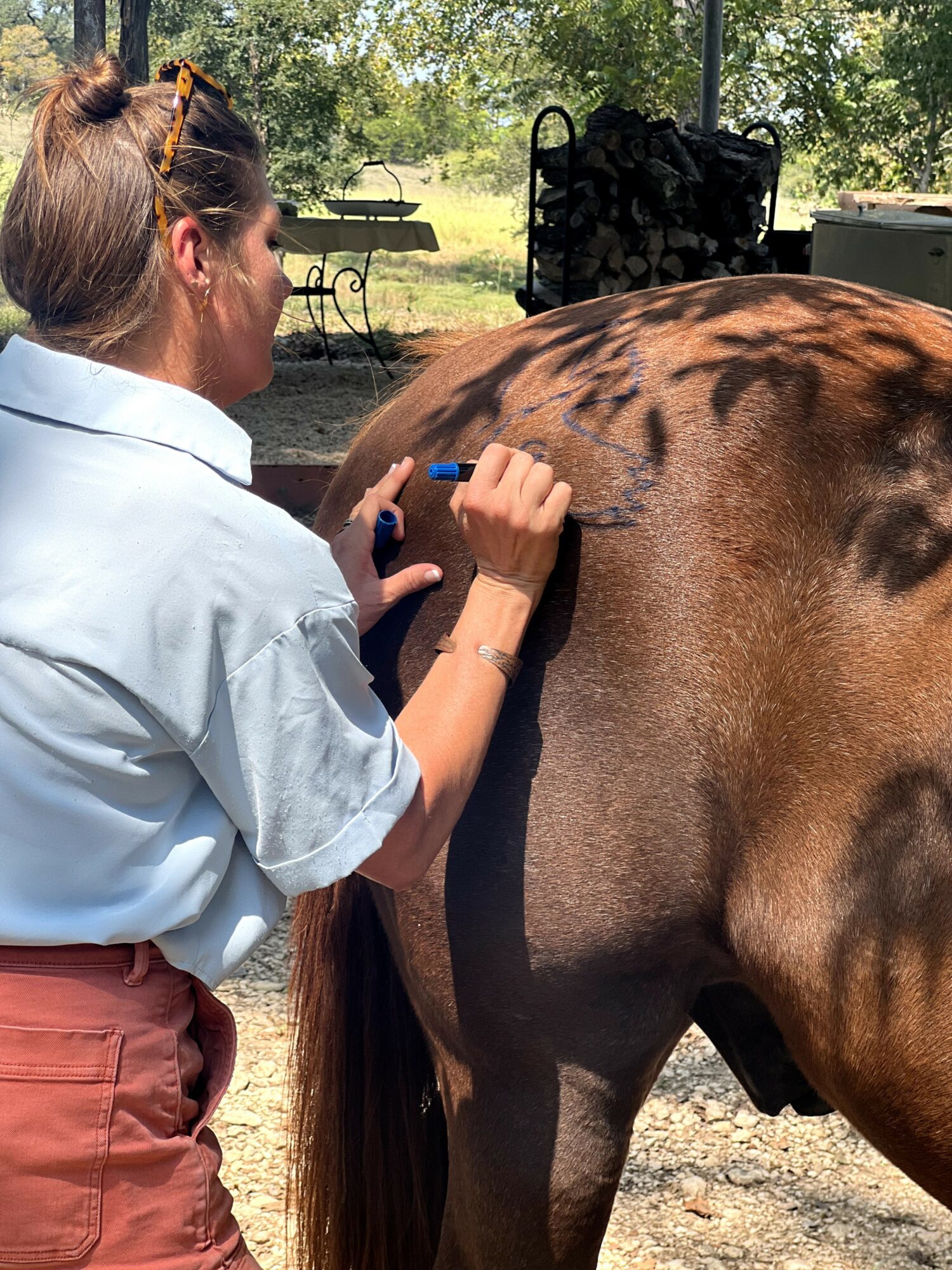 Person drawing on a horse's side outdoors with trees and a bench in the background.