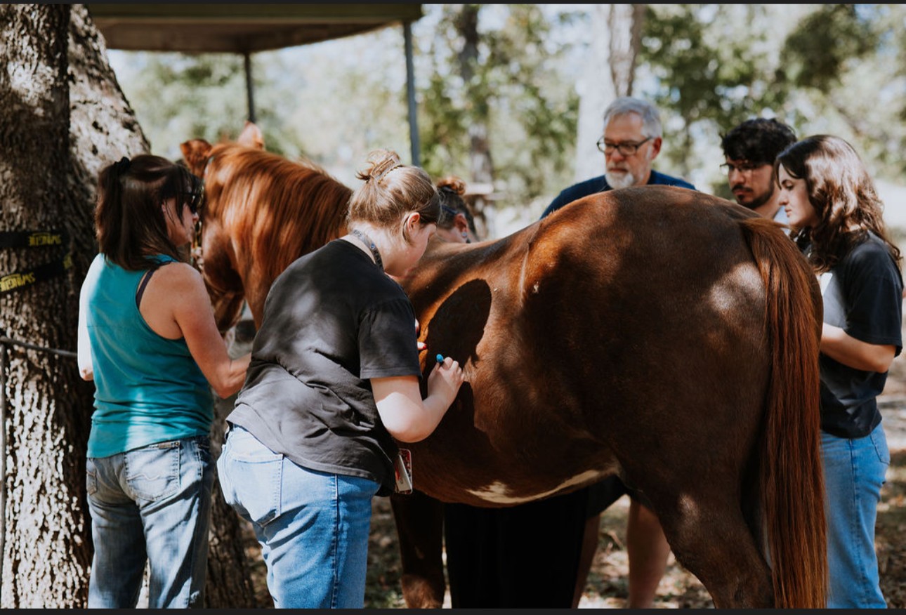 Group of people gathered around a horse outdoors, some touching or examining it, with trees in the background.