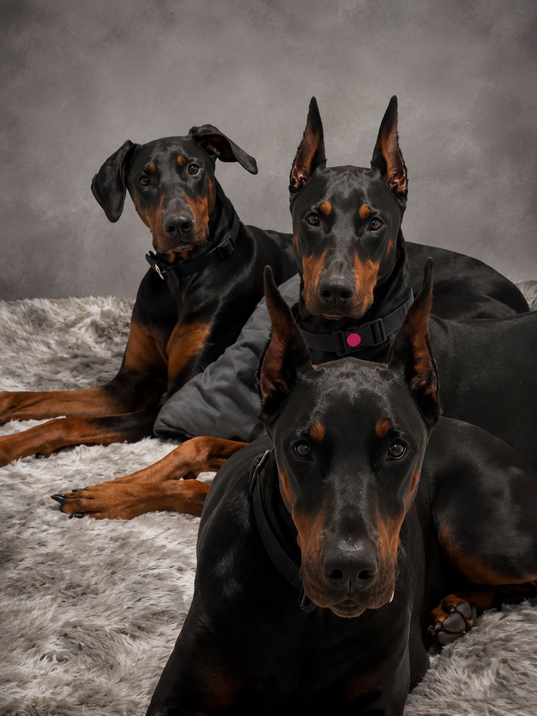 Three Doberman dogs lying on a soft surface with a gray background, looking at the camera.
