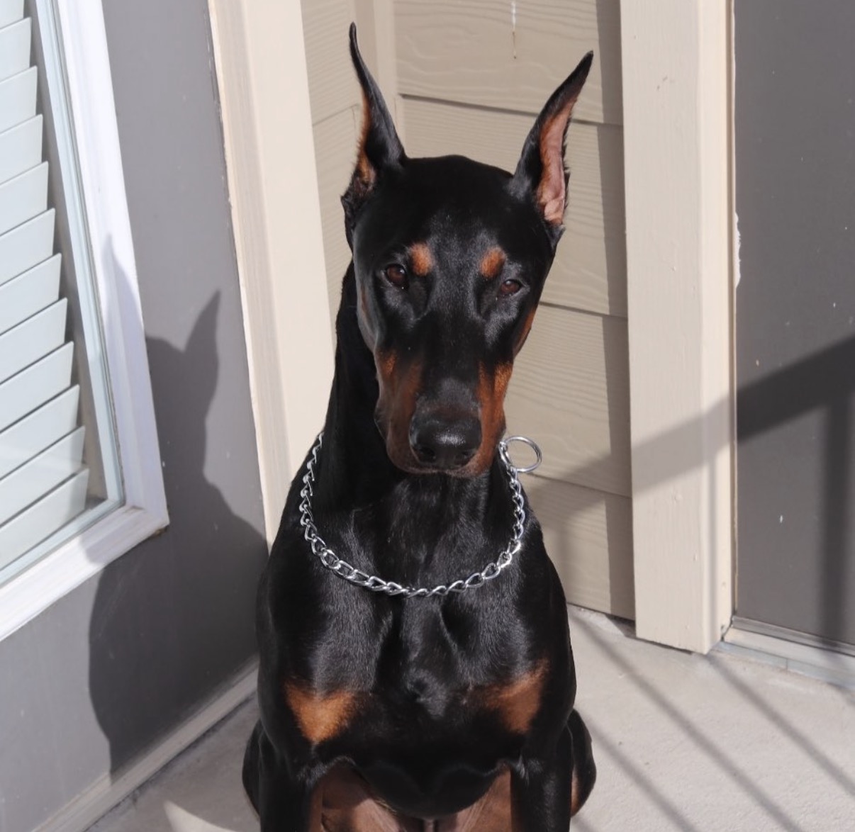 Black and tan dog with pointed ears sitting outside near a wall and window, wearing a chain collar.