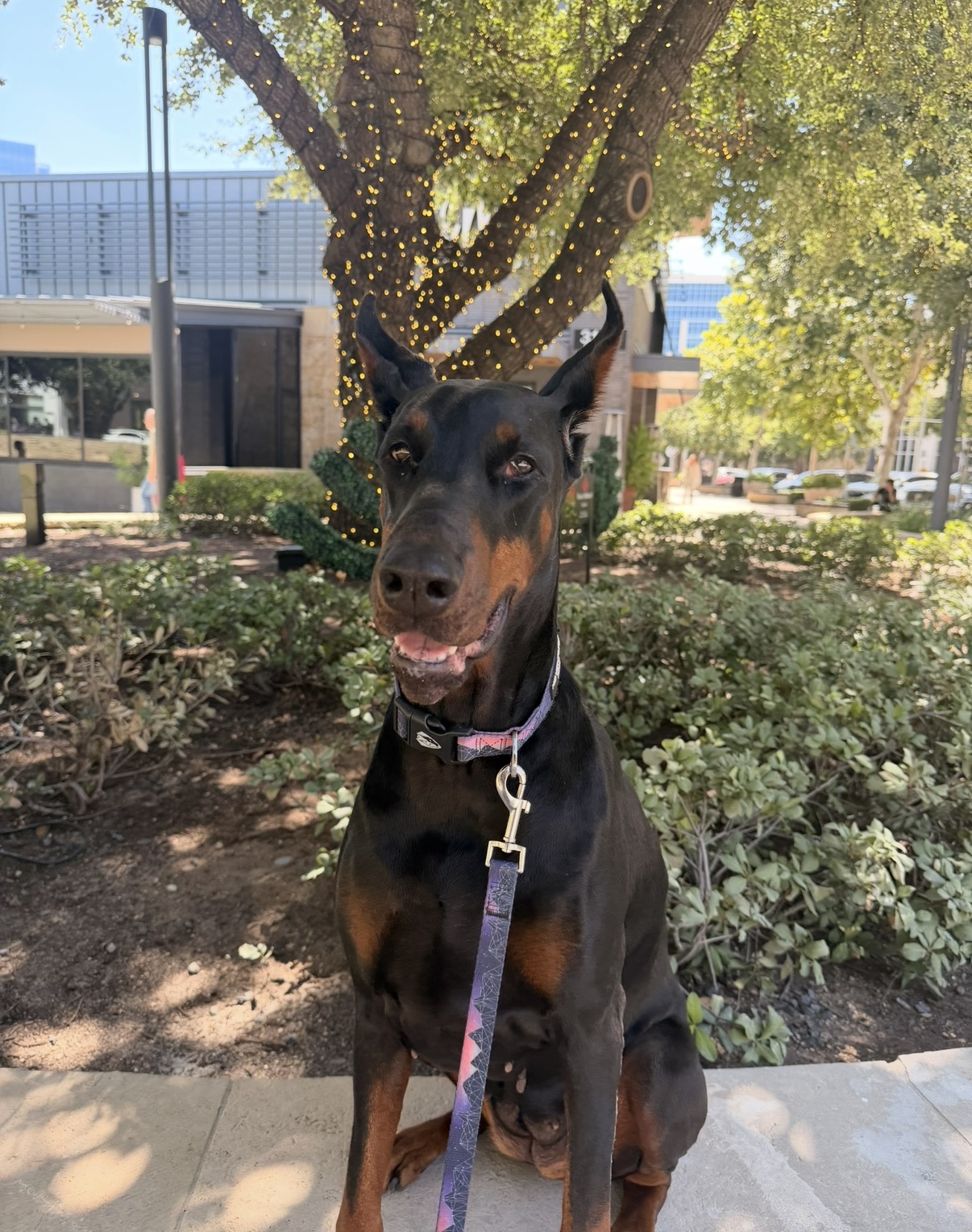 Black and tan dog sitting outdoors in front of a tree with green leaves, on a leash, with a building in the background.