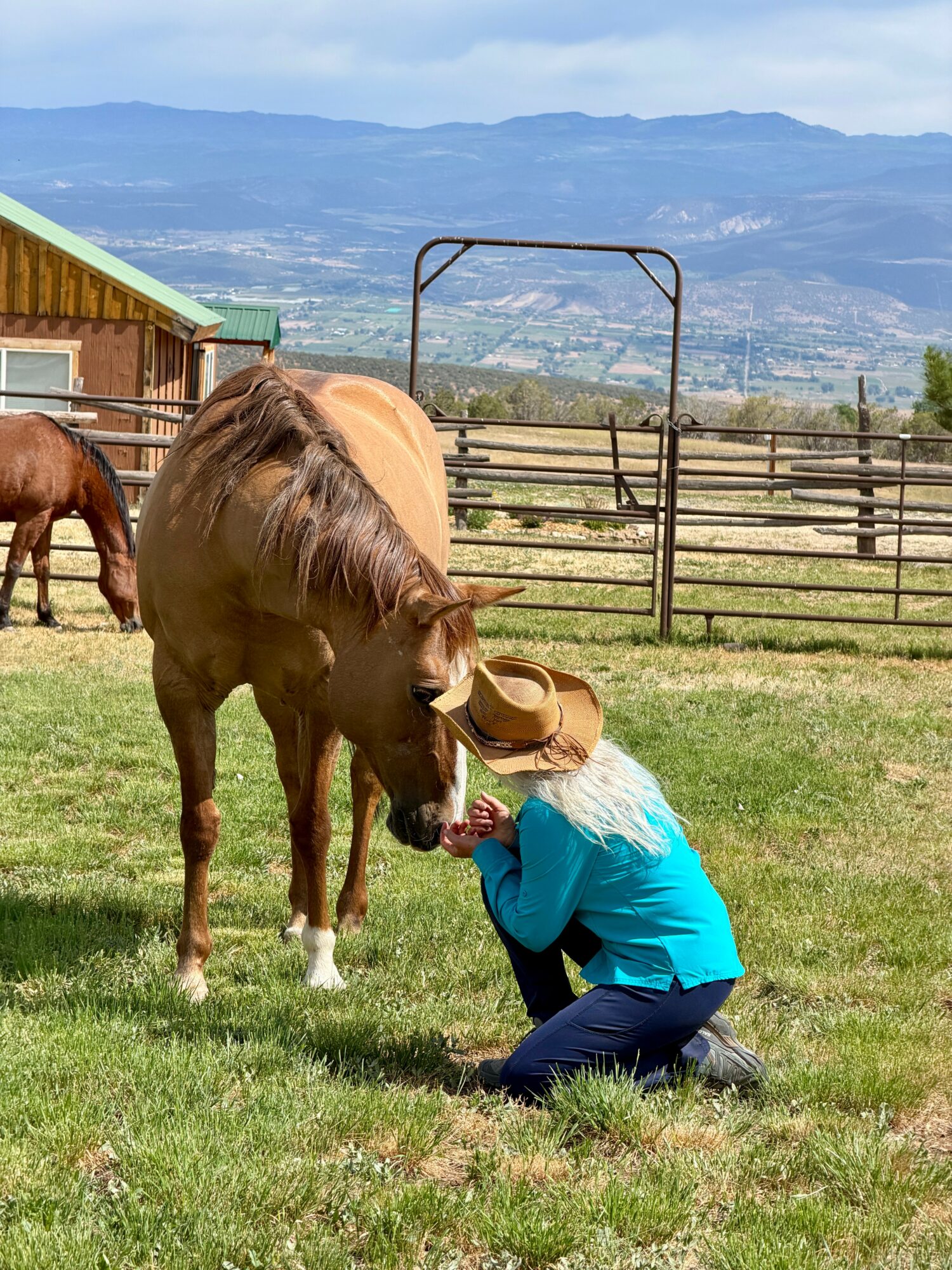 Person kneeling on grass, feeding a brown horse with a bucket, in a farm setting with fences and mountains in background.