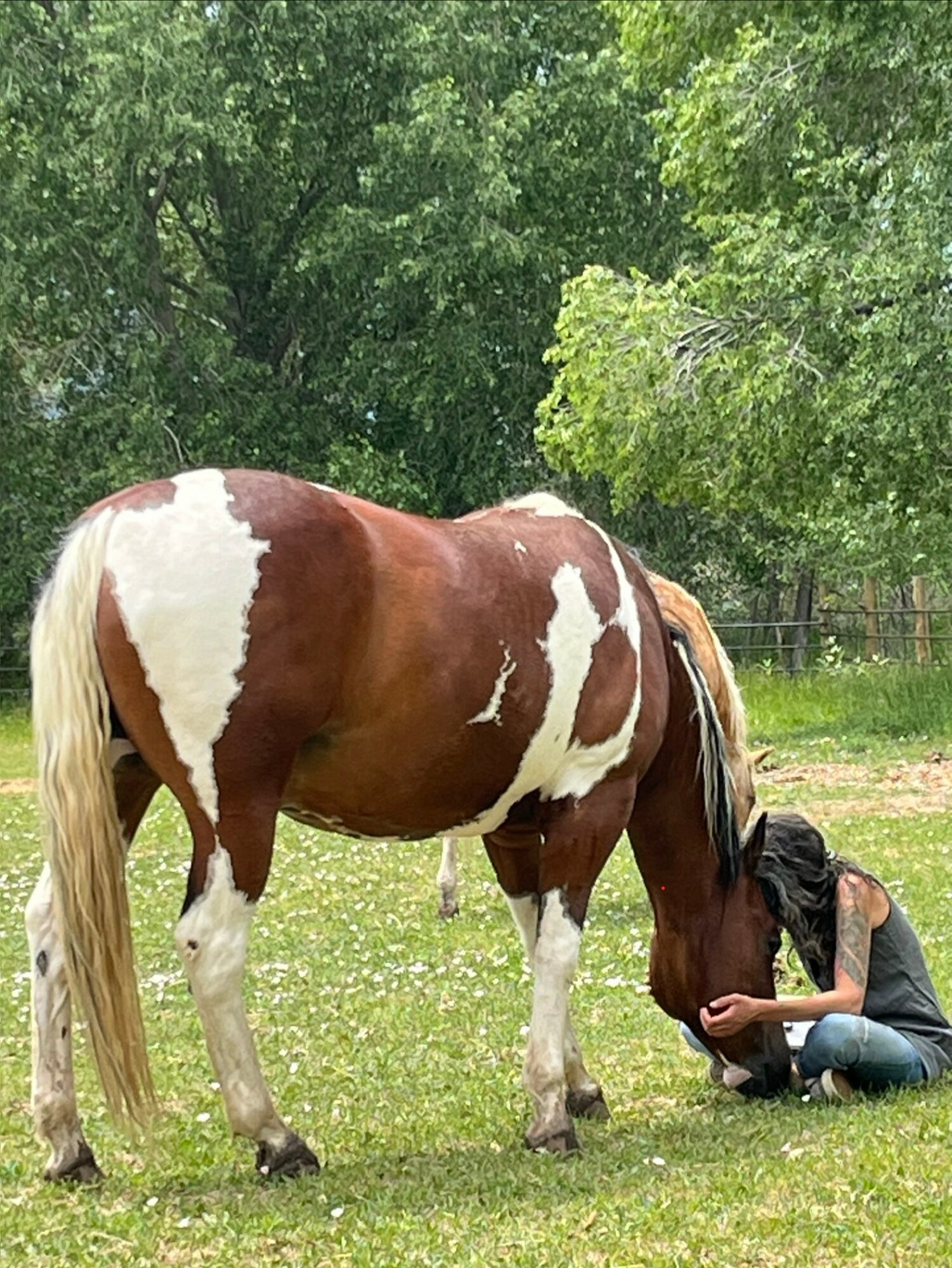 Person sitting on grass feeding a large brown and white horse outdoors with trees in the background.