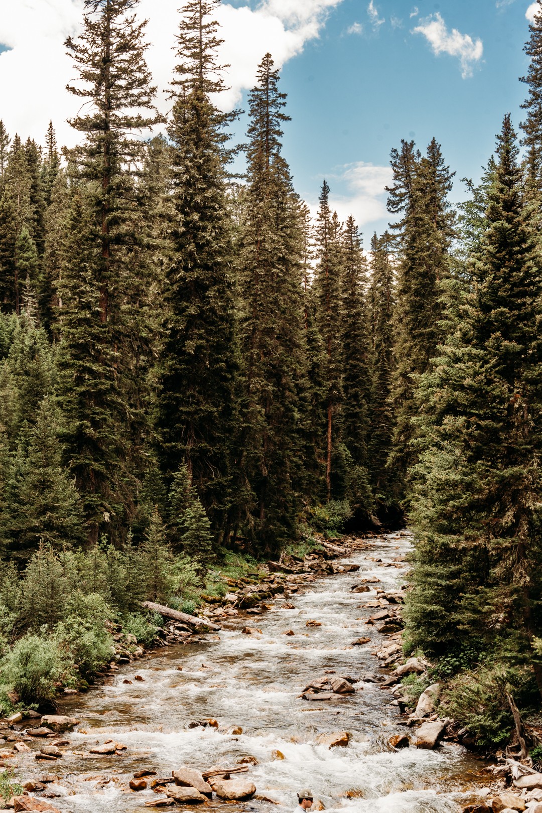 A river flows through a dense forest of tall pine trees under a partly cloudy sky.