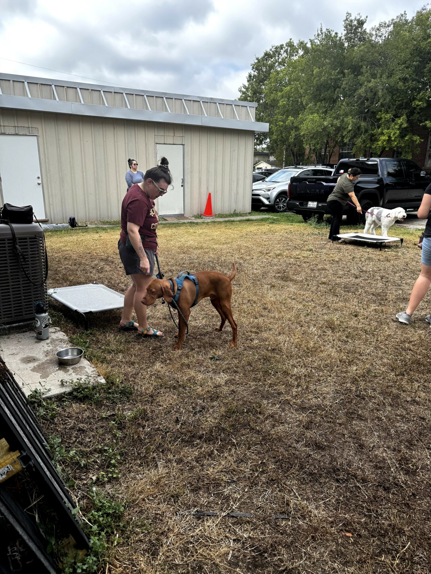 Person with a dog on a leash in an outdoor area with several people, cars, and a building in the background.