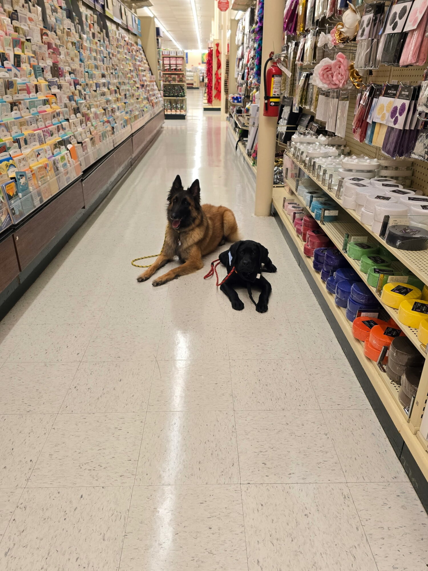 Two dogs lying on store aisle floor, surrounded by shelves with various products, facing the camera.