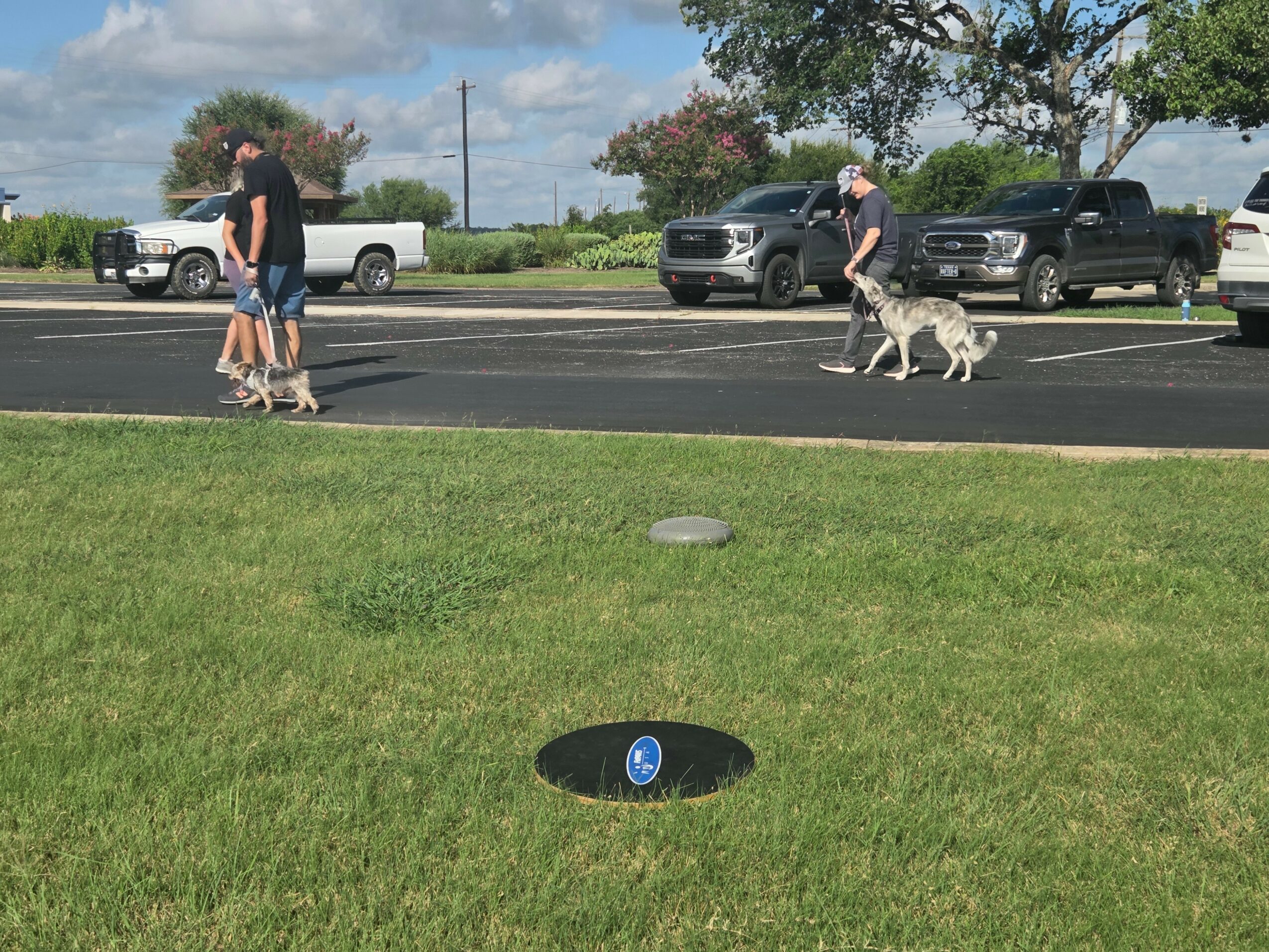 People walking with dogs on a sidewalk, parked cars in the background, and a grassy area with a manhole cover.