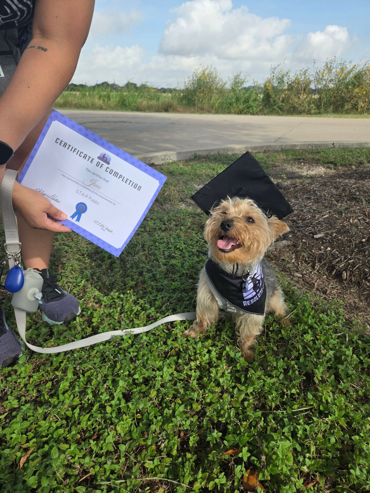 Dog wearing a graduation cap and gown sitting on grass, holding a diploma, with a leash attached.
