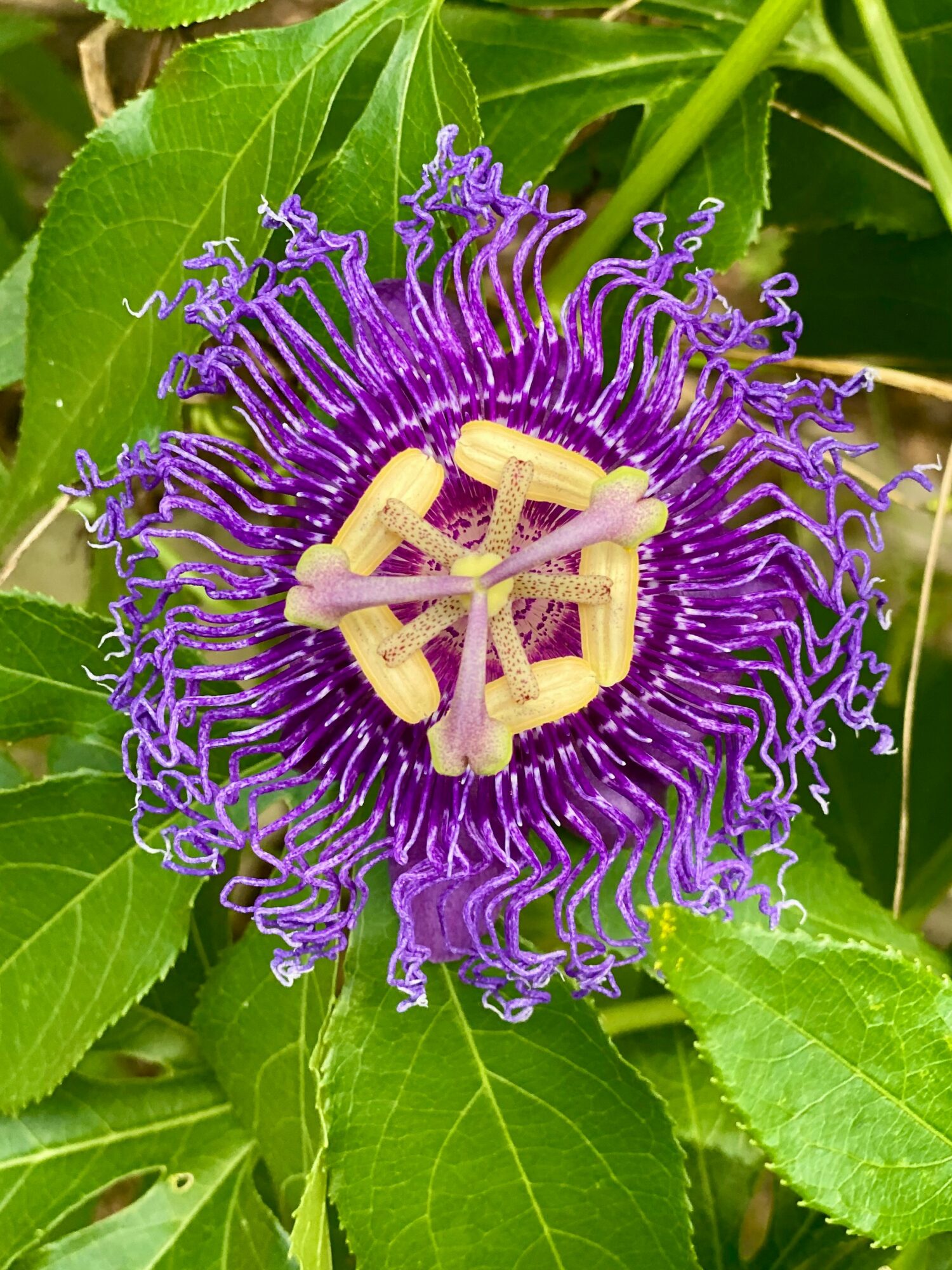 Purple passionflower with yellow structures and green leaves in the background.
